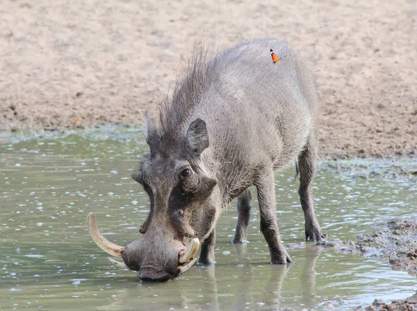 Close Tiro Warthog Selvagem Habitat Natural — Fotografia de Stock