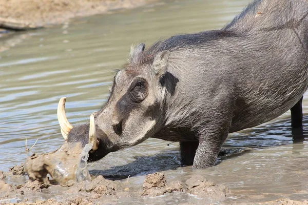 自然栖息地野生疣猪的特写镜头 — 图库照片