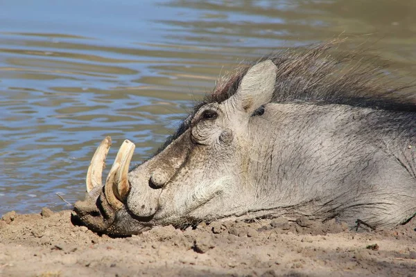 Gros Plan Phacochère Sauvage Dans Habitat Naturel — Photo