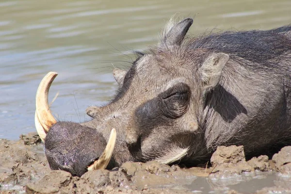 Close Shot Wild Warthog Natural Habitat — Stock Photo, Image