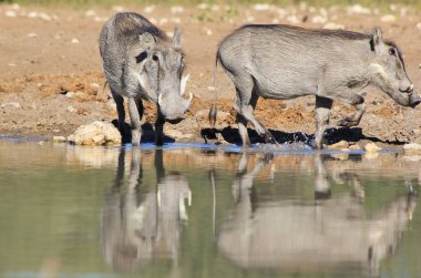 doğal yaşam alanında yaban yaban domuzlarının yakın çekim