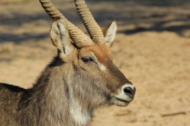 doğal yaşam alanında güzel vahşi ceylan yakın çekim 