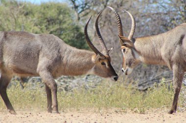 doğal yaşam alanında güzel vahşi ceylanyakın çekim 