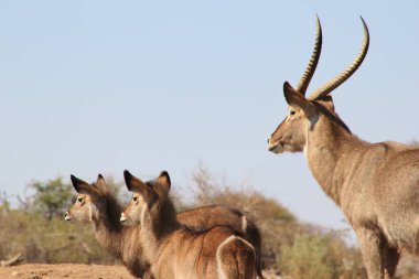 doğal yaşam alanında güzel vahşi ceylanyakın çekim 