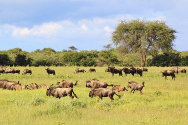 doğal yaşam alanında güzel yabani antilopların doğal çekim 