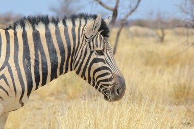 savana güzel vahşi zebra doğal çekim