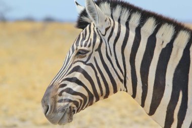 savana güzel vahşi zebra doğal çekim
