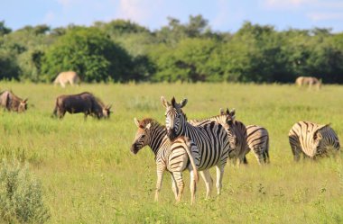 Savana güzel vahşi zebralar Manzara çekim