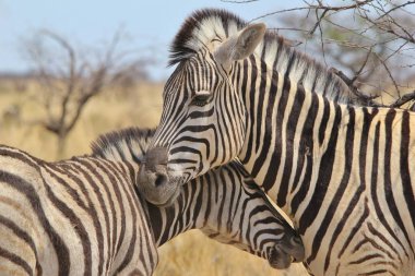 Savana güzel vahşi zebralar Manzara çekim