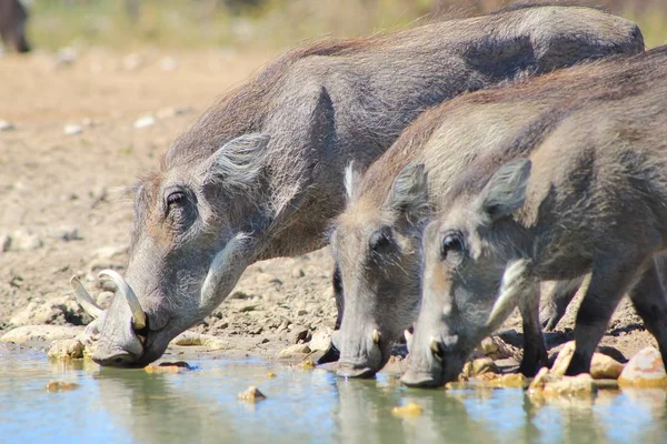 Gros Plan Des Phacochères Sauvages Dans Habitat Naturel — Photo