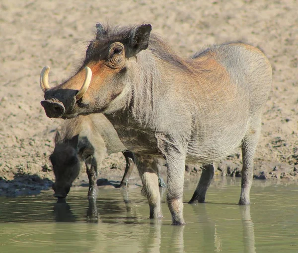 Doğal Yaşam Alanında Yaban Yaban Domuzlarının Yakın Çekim — Stok fotoğraf