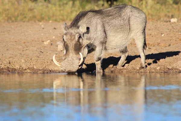 Gros Plan Phacochère Sauvage Dans Habitat Naturel — Photo