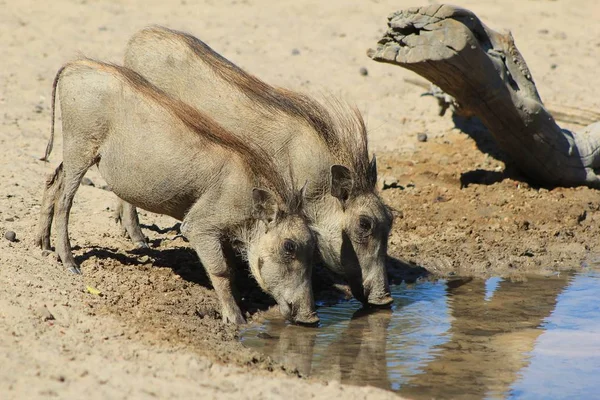 Gros Plan Des Phacochères Sauvages Dans Habitat Naturel — Photo