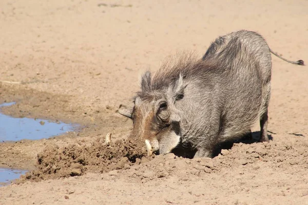 Nahaufnahme Wilder Warzenschweine Natürlichem Lebensraum — Stockfoto