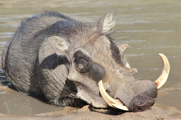 Gros Plan Phacochère Sauvage Dans Habitat Naturel — Photo