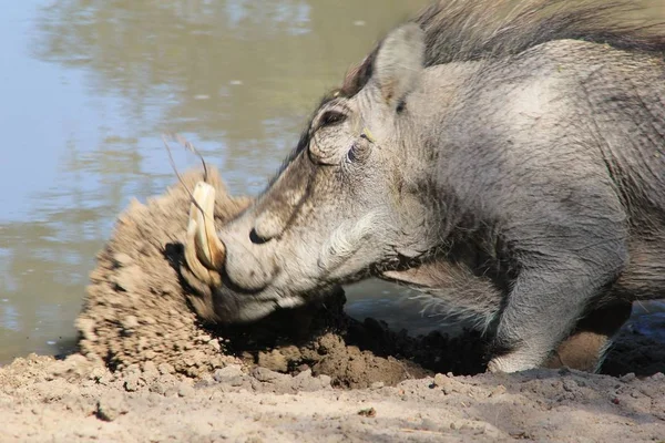 Gros Plan Phacochère Sauvage Dans Habitat Naturel — Photo