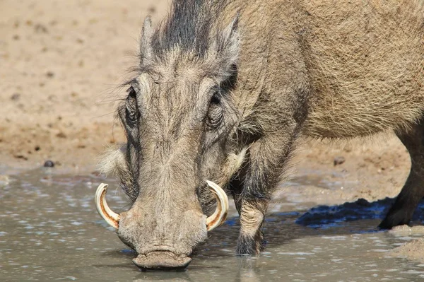 Close Tiro Warthog Selvagem Habitat Natural — Fotografia de Stock