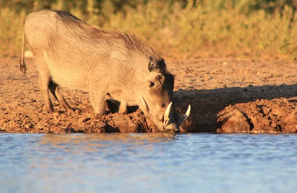 Gros Plan Phacochère Sauvage Dans Habitat Naturel — Photo