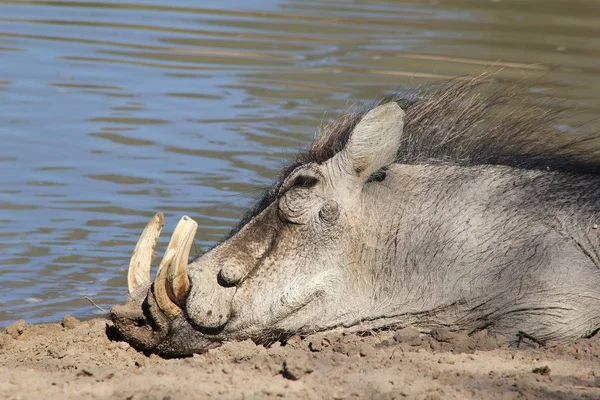 Gros Plan Phacochère Sauvage Dans Habitat Naturel — Photo