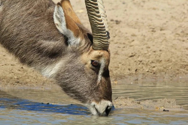 Pintoresca Toma Hermoso Buck Agua Salvaje Hábitat Natural —  Fotos de Stock