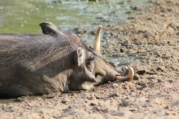 Close Shot Wild Warthog Natural Habitat — Stock Photo, Image