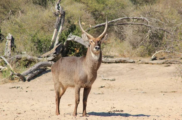 Gros Plan Belle Gazelle Sauvage Dans Habitat Naturel — Photo