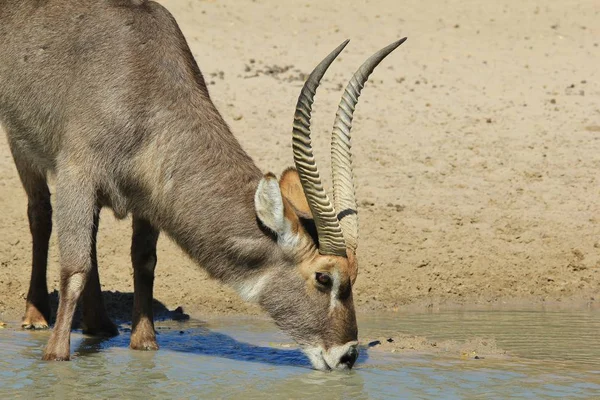 Foto Cênica Belo Waterbuck Selvagem Habitat Natural — Fotografia de Stock