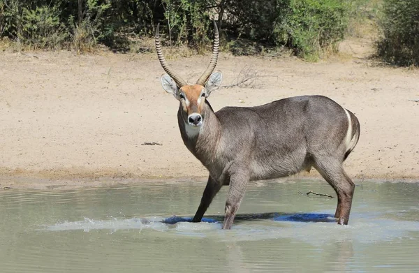 Närbild Skott Vackra Vilda Gazelle Naturliga Habitat — Stockfoto