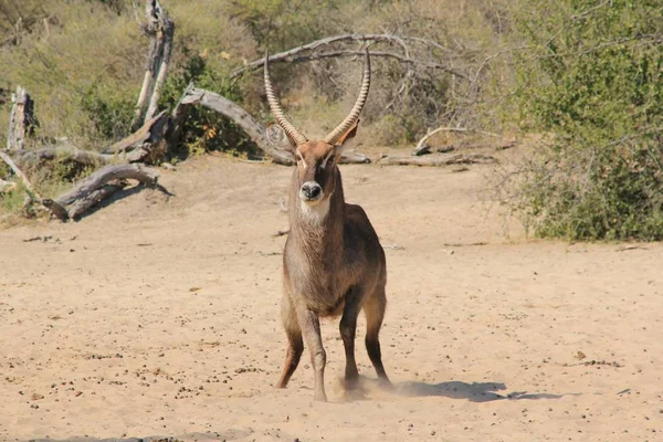 Close Shot Beautiful Wild Gazelle Natural Habitat — Stock Photo, Image