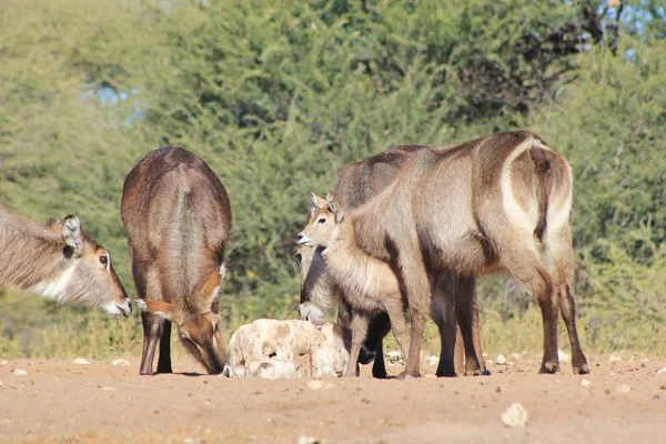 Gros Plan Belles Gazelles Sauvages Dans Habitat Naturel — Photo