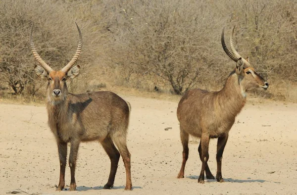 Close Belas Gazelas Selvagens Habitat Natural — Fotografia de Stock