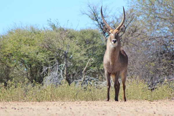 Gros Plan Belle Gazelle Sauvage Dans Habitat Naturel — Photo