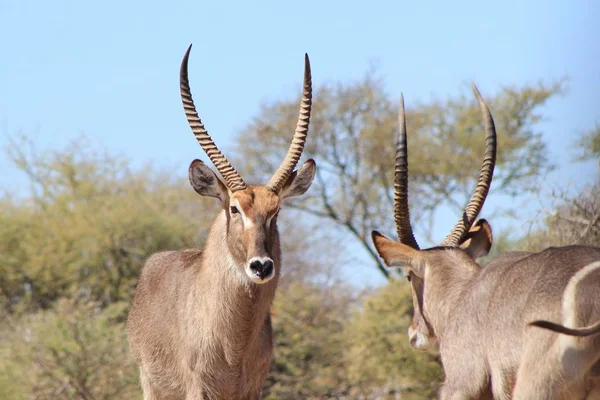 Gros Plan Belles Gazelles Sauvages Dans Habitat Naturel — Photo