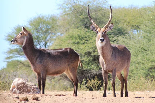 Close Belas Gazelas Selvagens Habitat Natural — Fotografia de Stock