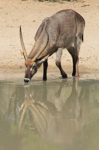 Gros Plan Belle Gazelle Sauvage Dans Habitat Naturel — Photo