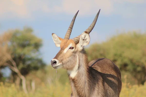 Primer Plano Hermosa Gacela Silvestre Hábitat Natural — Foto de Stock