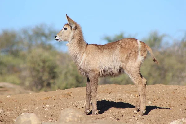 Närbild Skott Vackra Vilda Gazelle Naturliga Habitat — Stockfoto