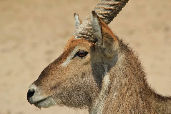 close-up shot of beautiful wild gazelle in natural habitat