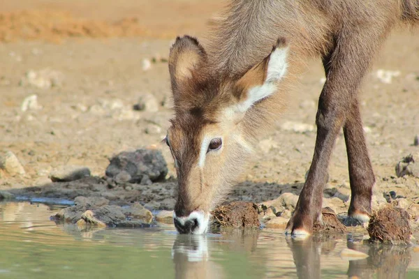 Nahaufnahme Einer Schönen Wilden Gazelle Natürlichem Lebensraum — Stockfoto