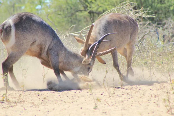 Närbild Skott Vilda Gaseller Slåss Naturliga Habitat — Stockfoto