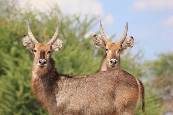 Primo Piano Belle Gazzelle Selvatiche Habitat Naturale — Foto Stock