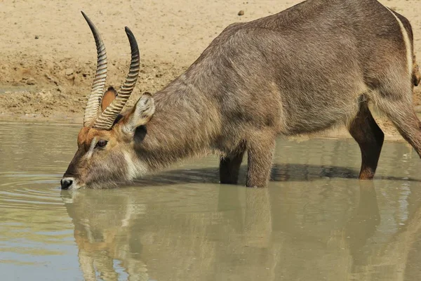 Gros Plan Belle Gazelle Sauvage Dans Habitat Naturel — Photo