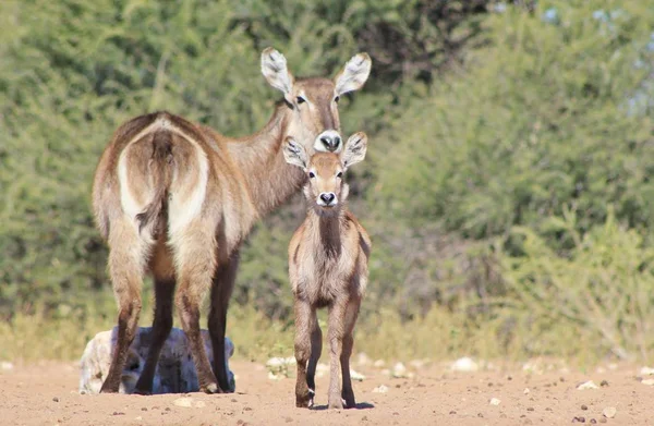 Close Shot Beautiful Wild Gazelles Natural Habitat — Stock Photo, Image