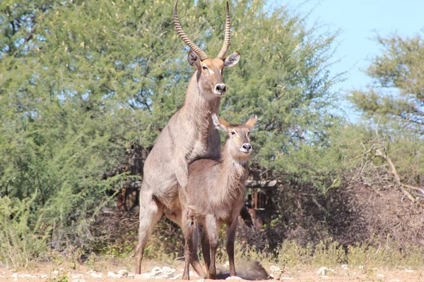 Närbild Skott Vackra Vilda Gaseller Naturliga Habitat — Stockfoto