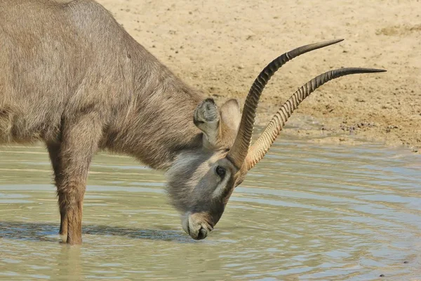 Close Shot Van Prachtige Wilde Gazelle Natuurlijke Habitat — Stockfoto