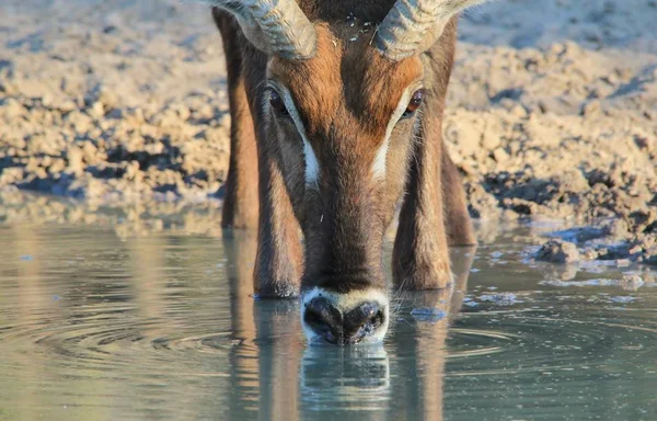 Close Bela Gazela Selvagem Habitat Natural — Fotografia de Stock