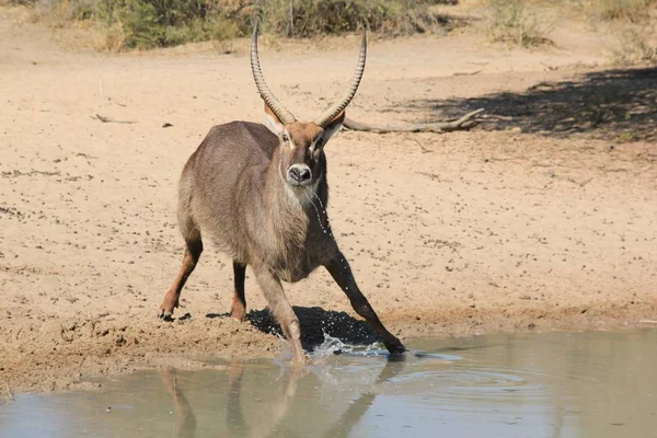 Nahaufnahme Einer Schönen Wilden Gazelle Natürlichem Lebensraum — Stockfoto