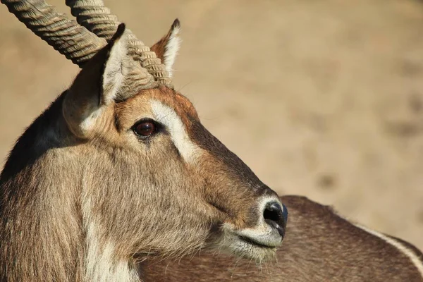Gros Plan Belle Gazelle Sauvage Dans Habitat Naturel — Photo