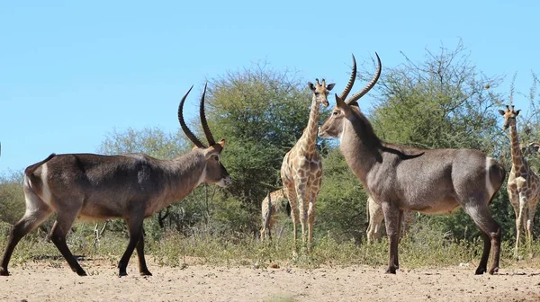 Malownicze Ujęcie Pięknych Żyrafy Anelopów Savannah — Zdjęcie stockowe