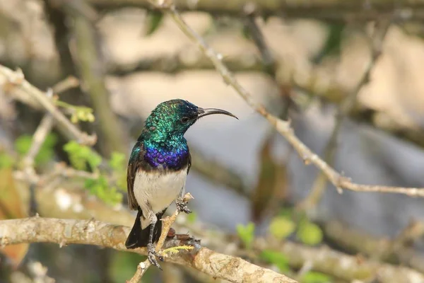 doğal yaşam alanında güzel Afrika güneş-kuş yakın çekim